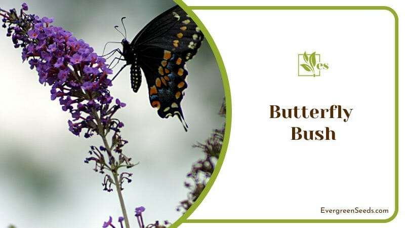 Butterfly on Purple Butterfly Bush