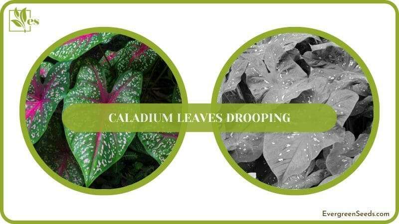 Caladium Leaves