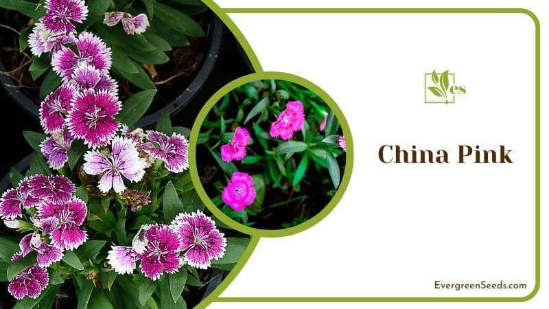 China Pinks are perennial plants