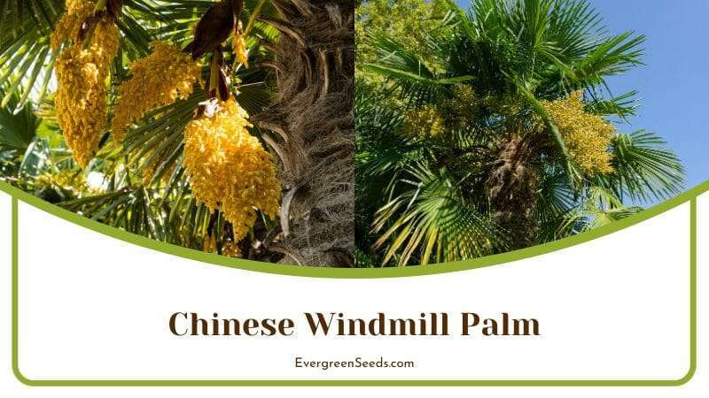 Chinese Windmill Palm with Yellow Flowers