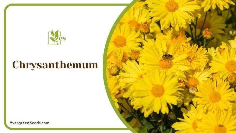 Chrysanthemum sturdy plant