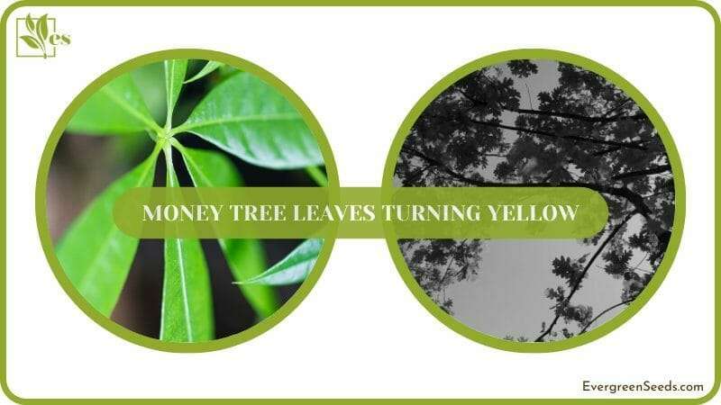 Closeup Leaves of Money Tree Plant
