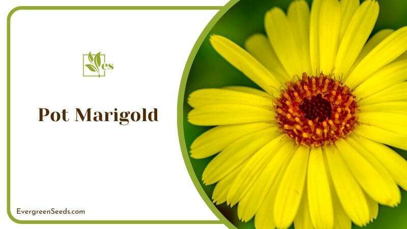 Closeup of Yellow Pot Marigold