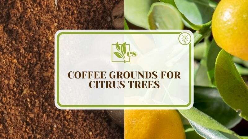 Coffee Grounds for Citrus Trees