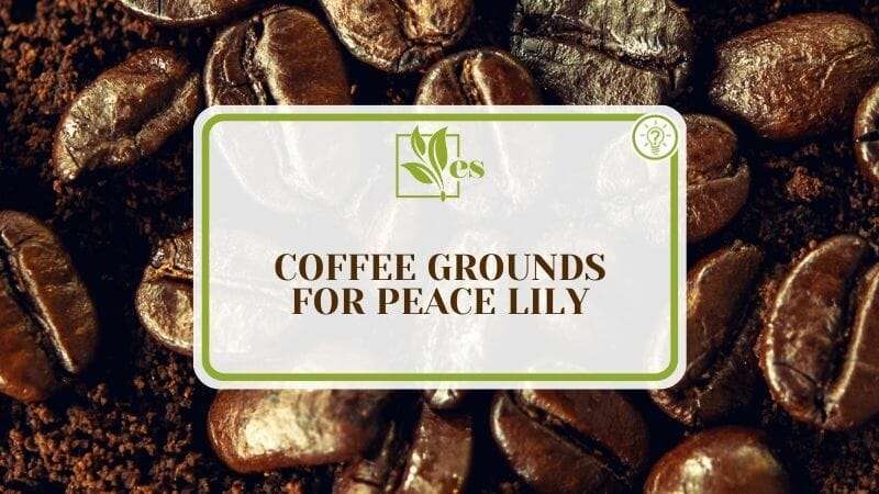 Coffee Grounds for Peace Lily