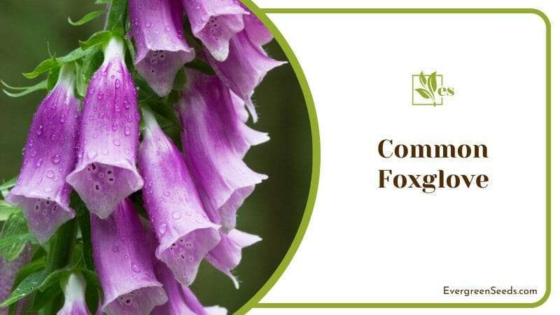 Common Foxglove Toxic to Humans and Pets