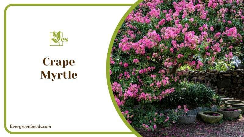 Crape Myrtle Pink Flower Tree