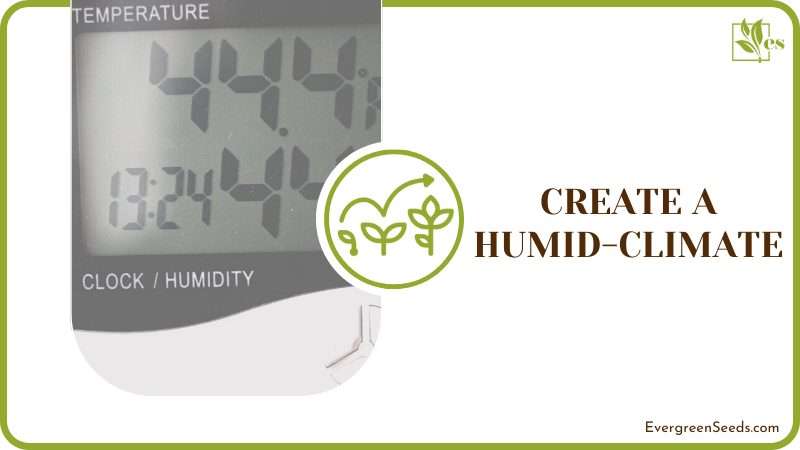 Create a Humid Micro Climate