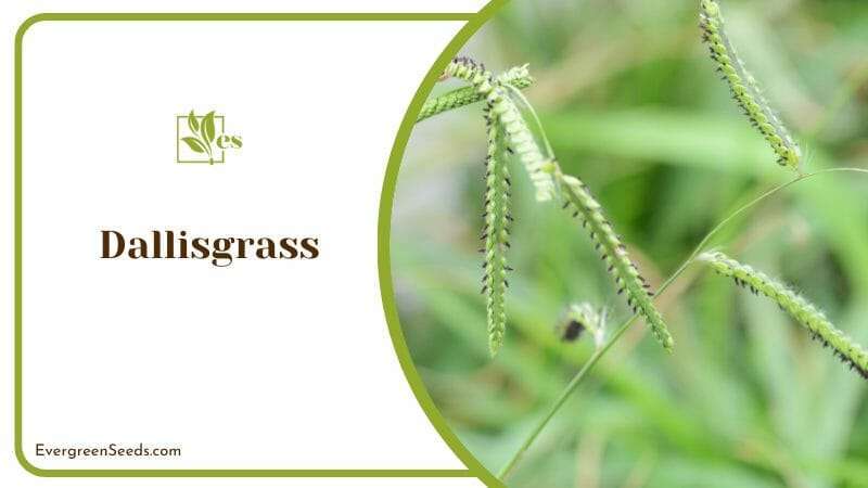 Dallis grass resemble bushy broadleaf plant