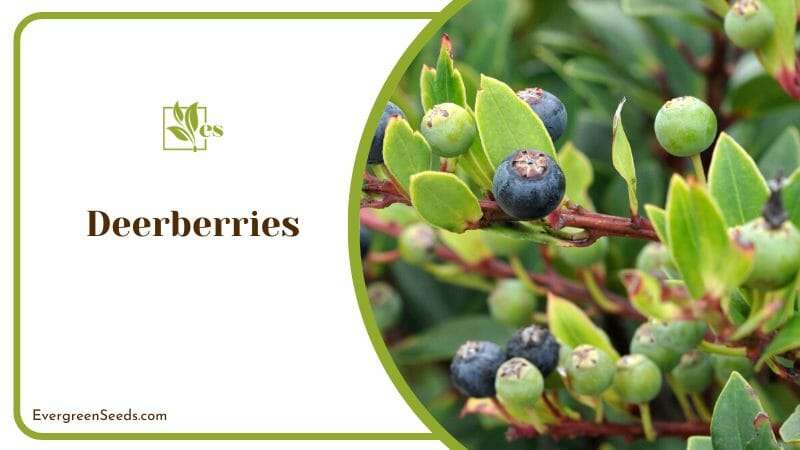 Deerberries known as Highbush Huckleberry