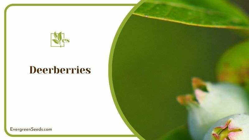 Deerberries or Squaw Huckleberry