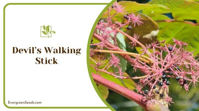 Devil’s Walking Stick ornamental plant