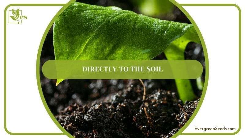 Directly to the Soil