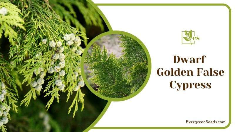 Dwarf Golden False Cypress in Garden