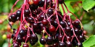 Elderberry look alike Plants List
