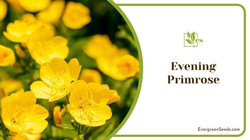 Evening Primrose Care Tips