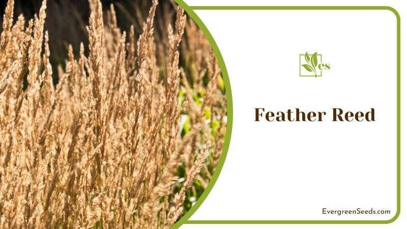 Feather Reed considered an ornamental grass