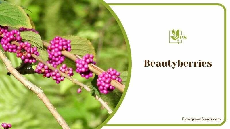 Features of Beautyberries