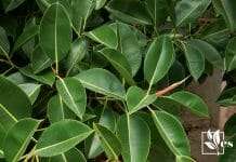 Ficus trees grow without white spots