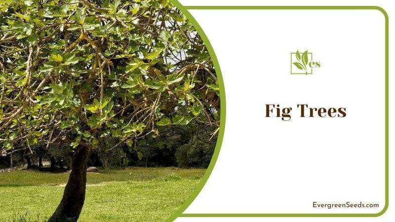 Fig Tree in an Open Garden