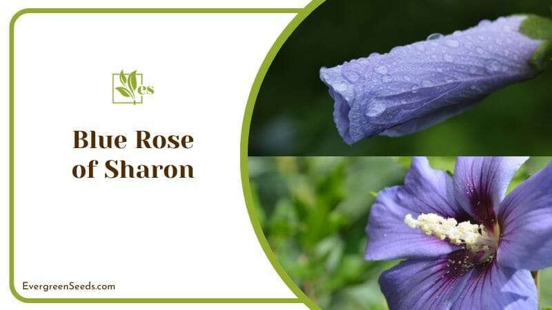 Flower Bud of Blue Rose of Sharon