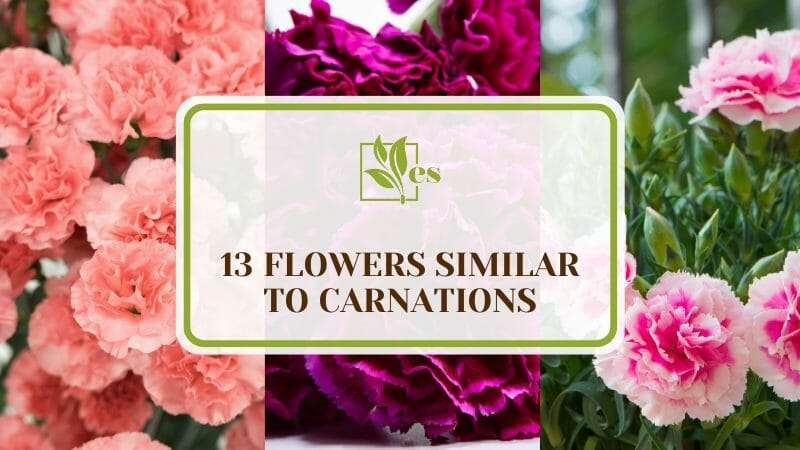 Flowers Similar to Carnations