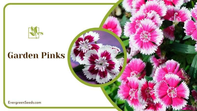 Garden Pinks Characteristics