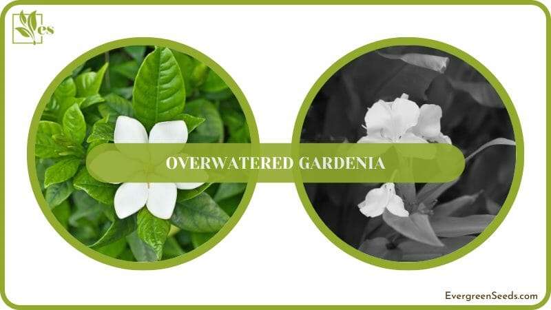 Gardenia flower bush