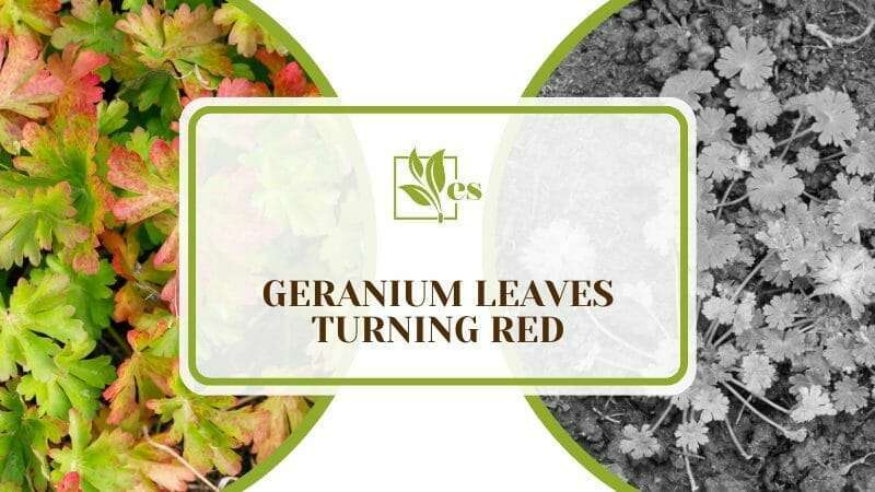 Geranium Leaves Turning Red