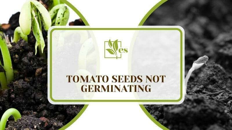 Germinating Tomato Seed
