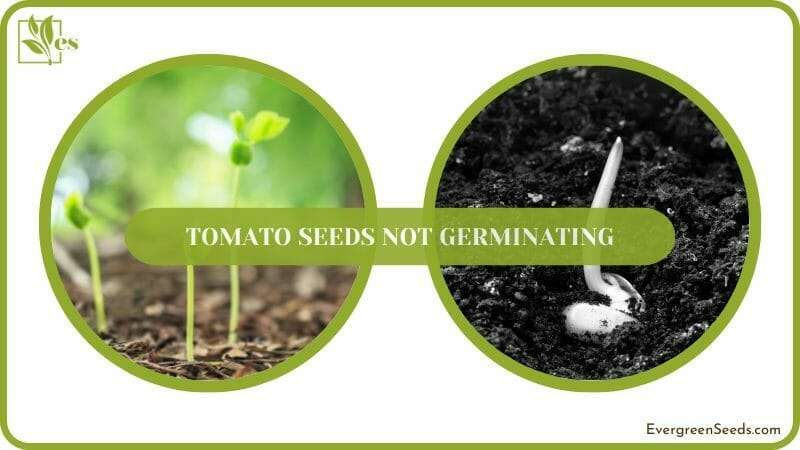 Germination of tomato seeds
