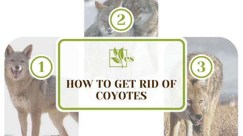 Get rid of Coyotes from your lawn