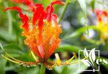 Gloriosa Flame Lilly with Water Drops