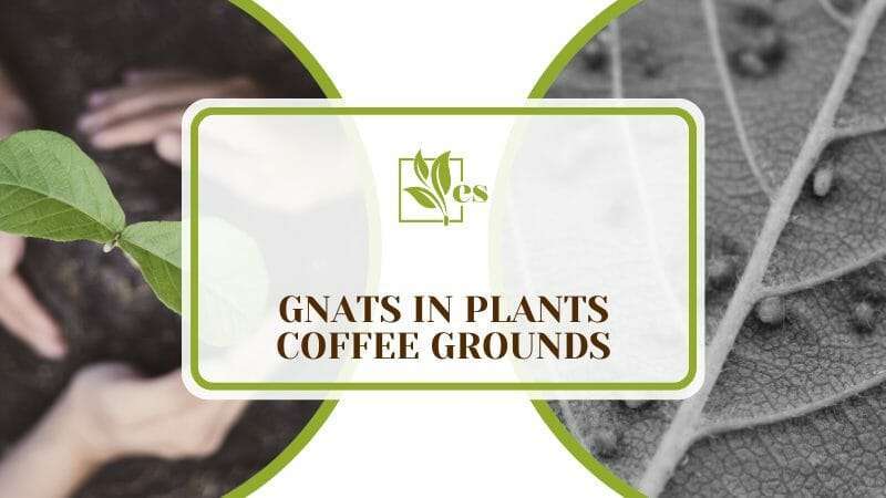 Gnats in Plants Coffee Grounds