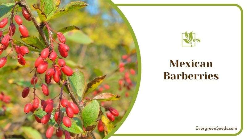 Growing Conditions of Mexican Barberries