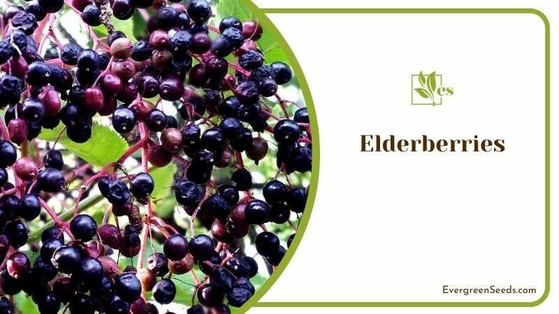 Growing Requirements of Elderberries
