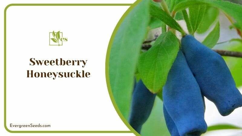 Growing Sweetberry Honeysuckle