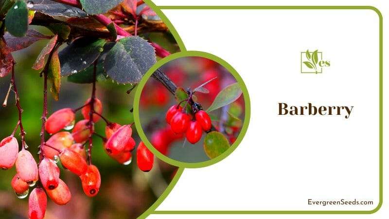 Hanging Berries on Barberry Plants