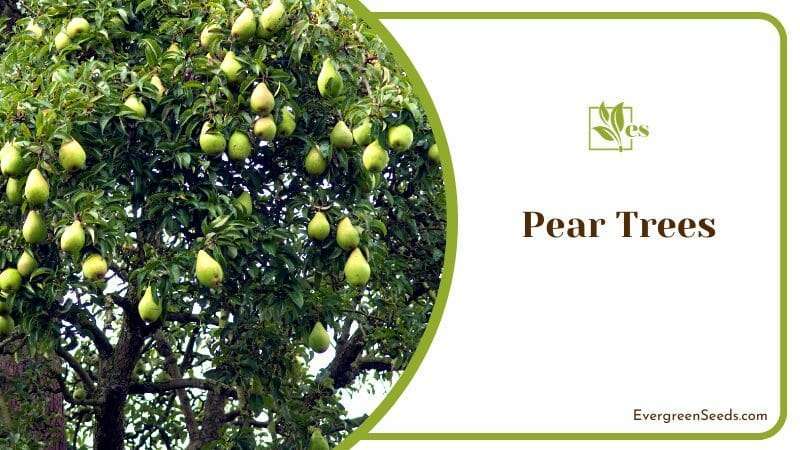 Hanging Pears in a Pear Tree