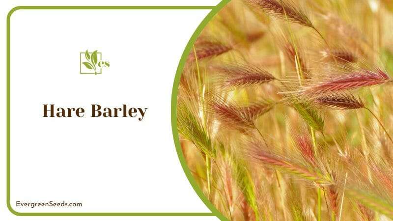 Hare Barley grows in abandoned areas