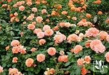 Help Overwatered Roses