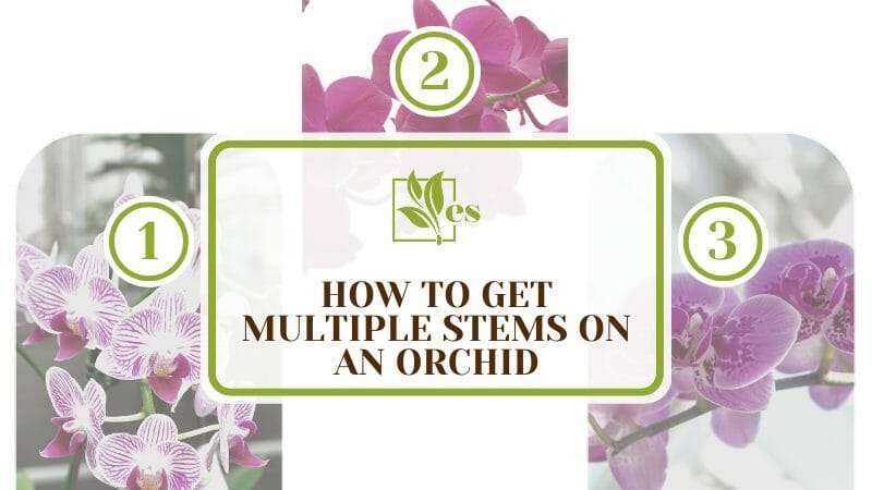 How To Get Multiple Stems on an Orchid