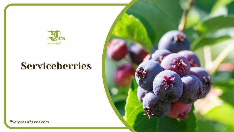 How To Grow Serviceberries