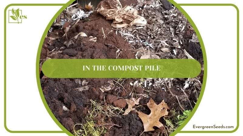In the Compost Pile