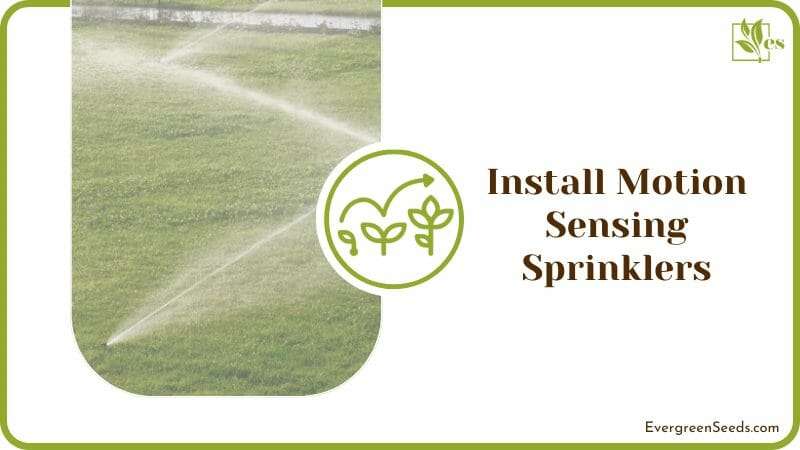 Install Motion Sensing Sprinklers