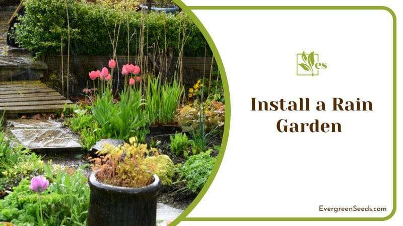 Install a Rain Garden 