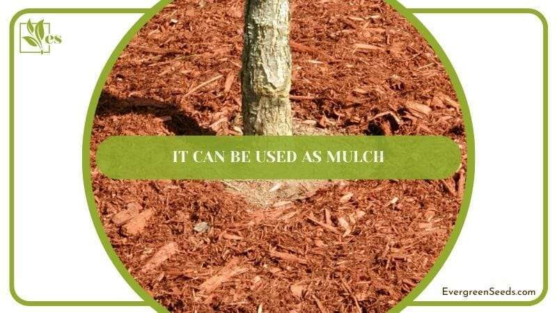 It Can Be Used as Mulch