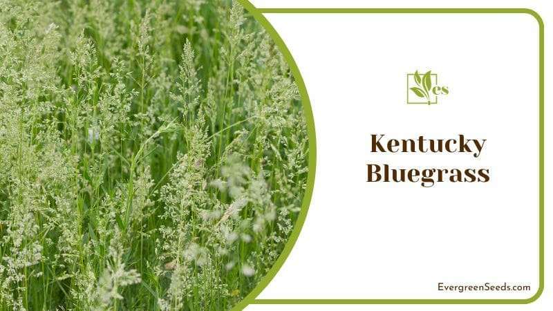 Kentucky Bluegrass grown as lawn grass