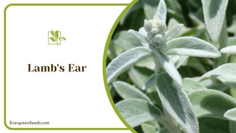 Lamb_s Ear Special Features