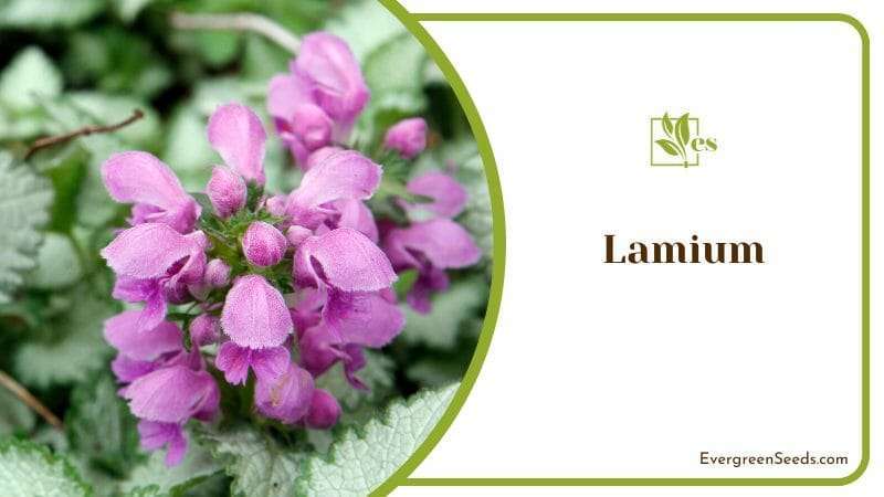 Lamium thrive in partial shade